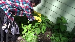 Harvesting and Drying Stinging Nettle [upl. by Zakarias150]