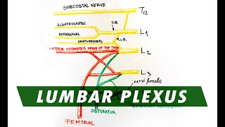 Anatomy  Lumbar Plexus [upl. by Ortrud482]