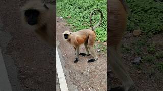 Black faced monkey काले मुंह का बंदर [upl. by Gabbie709]