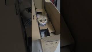 Daily life of cats Guagua and Benben cat twocats catlover funny cute pets memes memes amor [upl. by O'Toole143]