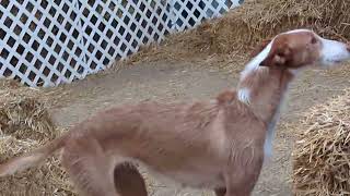 ibizan hound doing barn hunt [upl. by Sheff]