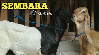 Paket Breeding Markas Jrabang Sembara Farm Tulungagung [upl. by Adabelle]