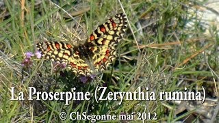 La Proserpine Zerynthia rumina [upl. by Sholeen]