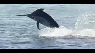 800lb Marlin Released in Quepos Costa Rica [upl. by Ellan488]