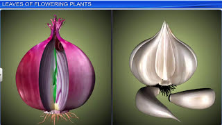 CBSE Class 11 Biology  Morphology of Flowering Plants  Full Chapter  By Shiksha House [upl. by Neleb]