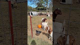 Boer goats get a pumpkin boergoats farmlife familyfarm [upl. by Adoree403]