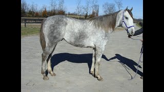 Dappled Grey Quarter Horse For Sale [upl. by Nancy]