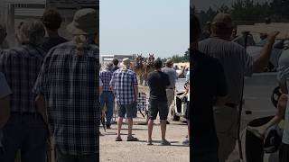 UP of Michigan horse pulls horse drafthorses belgian [upl. by Konstance]