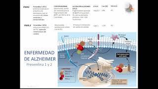 5 ALTERACION DE PROTEINAS Enfermedad de Alzheimer [upl. by Giza]