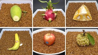 MealWorms Eating Fruits Time Lapse Compilation  MANGO DRAGON FRUIT BANANA JACKFRUIT APPLE [upl. by Eiramanad]