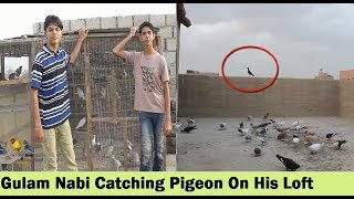 Gulam Nabi Ki Chaht K Gola Kabootar  Pigeons Loft in Karachi [upl. by Eniagrom]