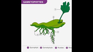 What is Gametophyte [upl. by Apfel327]