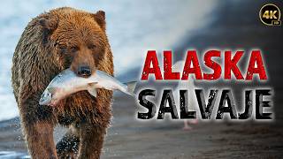 LA NATURALEZA SALVAJE DE ALASKA Una Lucha por Sobrevivir  Documentales Completos en Español [upl. by Molohs]