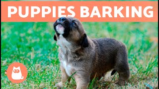 The Best PUPPIES BARKING COMPILATION 🐶 🔊 Cute and Adorable Puppy Barks [upl. by Anal622]