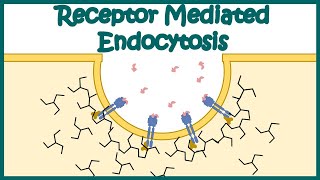 Receptor mediated endocytosis  Detailed Animation on Receptormediated Endocytosis Endocytosis [upl. by Ecnadnak196]