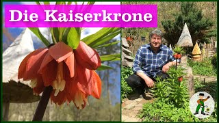 Kaiserkrone im Garten [upl. by Ydur319]