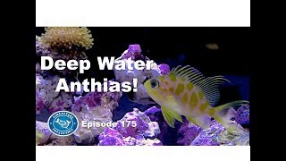 Deep Water Anthias Fincasters Episode 175 [upl. by Eineeuq80]