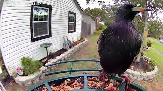 Starling Bird l St Pete FL [upl. by Sofko]