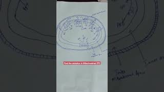 Find the mistakes in mitochondrial ETC biochemistry mitochondria bioenergetics [upl. by Nnayelsel]