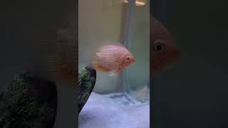 Severum fish 🐠 severumfish severumfishcare severumfishtank fishtank fish aquarium ytshorts [upl. by Woods171]