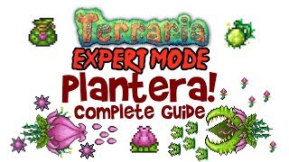 Terraria Plantera Guide Expert Mode amp Normal Too PC Console and Mobile 13 amp 12 [upl. by Koerlin633]