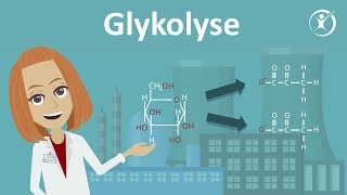 Die Glykolyse  Zellatmung Stoffabbau amp Stoffwechsel  Studyflix [upl. by Canute]