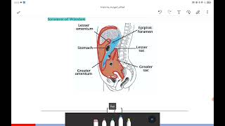 Peritoneum [upl. by Nnalyrehc]