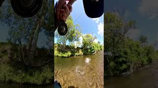 Cicada munchies flyfishing catchandrelease browntroutfishing dryfly [upl. by Aisset]