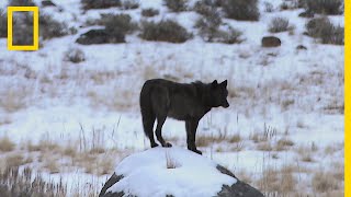 Les incroyables conséquences de la réintroduction des loups dans le parc de Yellowstone [upl. by Vivle966]