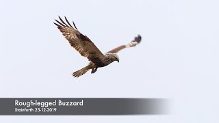 A rare ROUGH LEGGED BUZZARD hovering in the UK [upl. by Herschel]