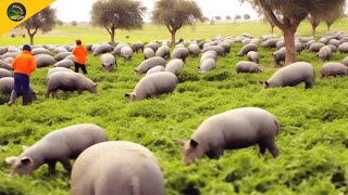 Black Pig Farming in Forest  World Most Expensive Ham  Black Pig Jamón Ibérico Processing Factory [upl. by Ardnoet144]