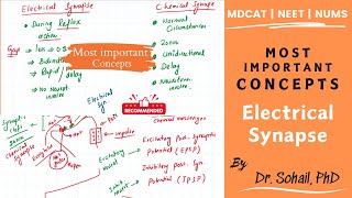 Difference between chemical and electrical synapse  MDCAT  NEET [upl. by Conover]