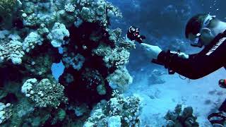 Marsa Alam Estate 2024 LionFish [upl. by Sunshine211]