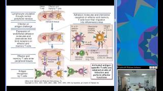 Effector Mechanisms of Cellular Immunity Ciaccio [upl. by Noletta]