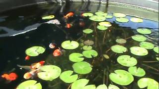 Fancy Goldfish in Outdoor Pond Ranchu Oranda Black Moor Lionhead [upl. by Aihsenyt402]