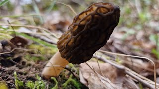 Premières Morilles de lannée  290324 [upl. by Rehpotsrihc]