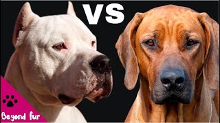 Rhodesian Ridgeback vs Dogo ArgentinoInsane Lion and Puma Hunter Dogs [upl. by Hibbert128]