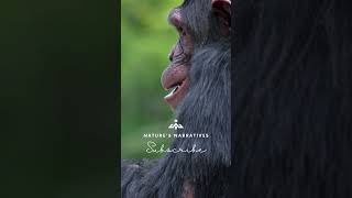 Chimpanzee Secrets Incredible Intelligence and Social Behavior Revealed [upl. by Collette297]