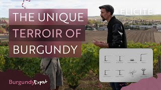 The Unique Terroir of The Burgundy Wine Region [upl. by Ahseniuq]