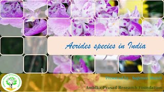 Aerides species in India [upl. by Schrick]