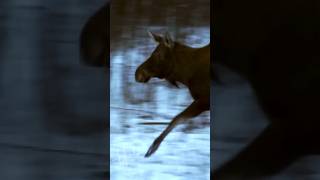 Moose running in the snow moose nature ytshorts animal [upl. by Galan]