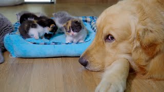 My Golden Retriever Protects Newborn Kittens Like They’re His Own [upl. by Zechariah]