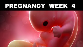 Pregnancy Week 4 Symptoms Changes and Babys Development [upl. by Mercier401]