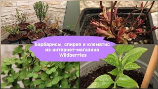 Барбарисы спирея и клематис из интернетмагазина Wildberries [upl. by Kitrak]