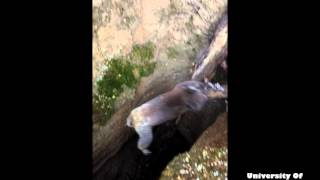 Koala falls whilst being rescued from Australian mineshaft [upl. by Cornish]