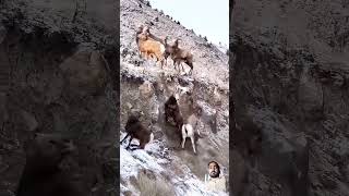 Markhor trying to climb animals climbingmountains nature markhoor ytshorts [upl. by Gabrielle]