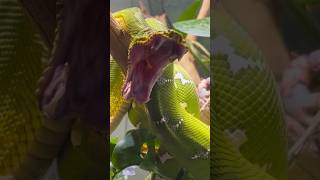 Spitting cobra পৃথিবীর সবচেয়ে ভয়ানক সাপের মধ্যে একটি 😱  Mr Sujay [upl. by Nylrahc478]