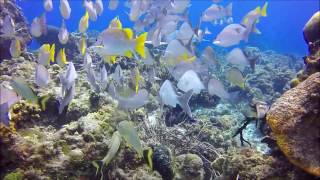 Columbia Shallows Cozumel Mexico [upl. by Gasperoni]