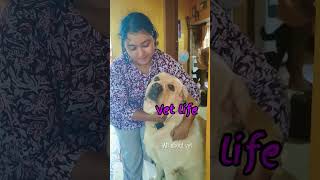 Balancing vet life shots medico vetlife doctor viralvideo viralshorts vet kerala [upl. by Arriaet]