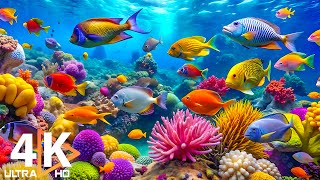 Aquarium 4K VIDEO ULTRA HD 🐠 Beautiful Coral Reef Fish  Peaceful Music amp Colorful Marine Life 57 [upl. by Anilys]